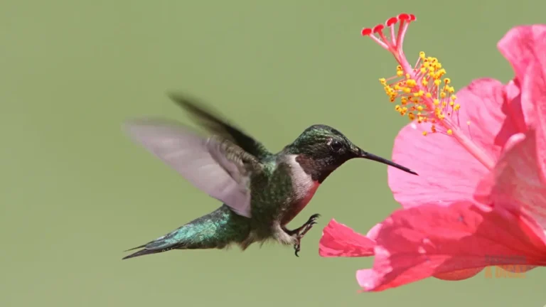 7 Flores Infalíveis para Atrair Beija-flores e Transformar seu Jardim em um Santuário