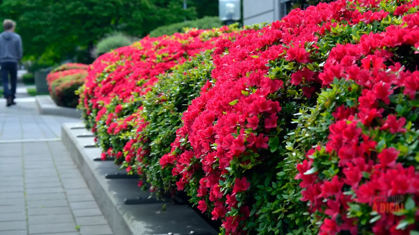 7 Opções de Arbustos de Flores para Transformar seu Jardim em um Refúgio Colorido