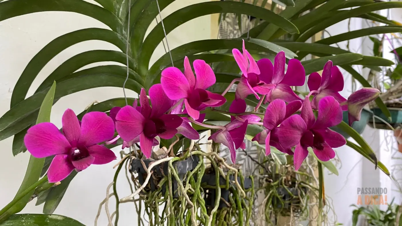 As 7 Melhores Orquídeas para Cultivar no Clima Brasileiro: Guia Completo