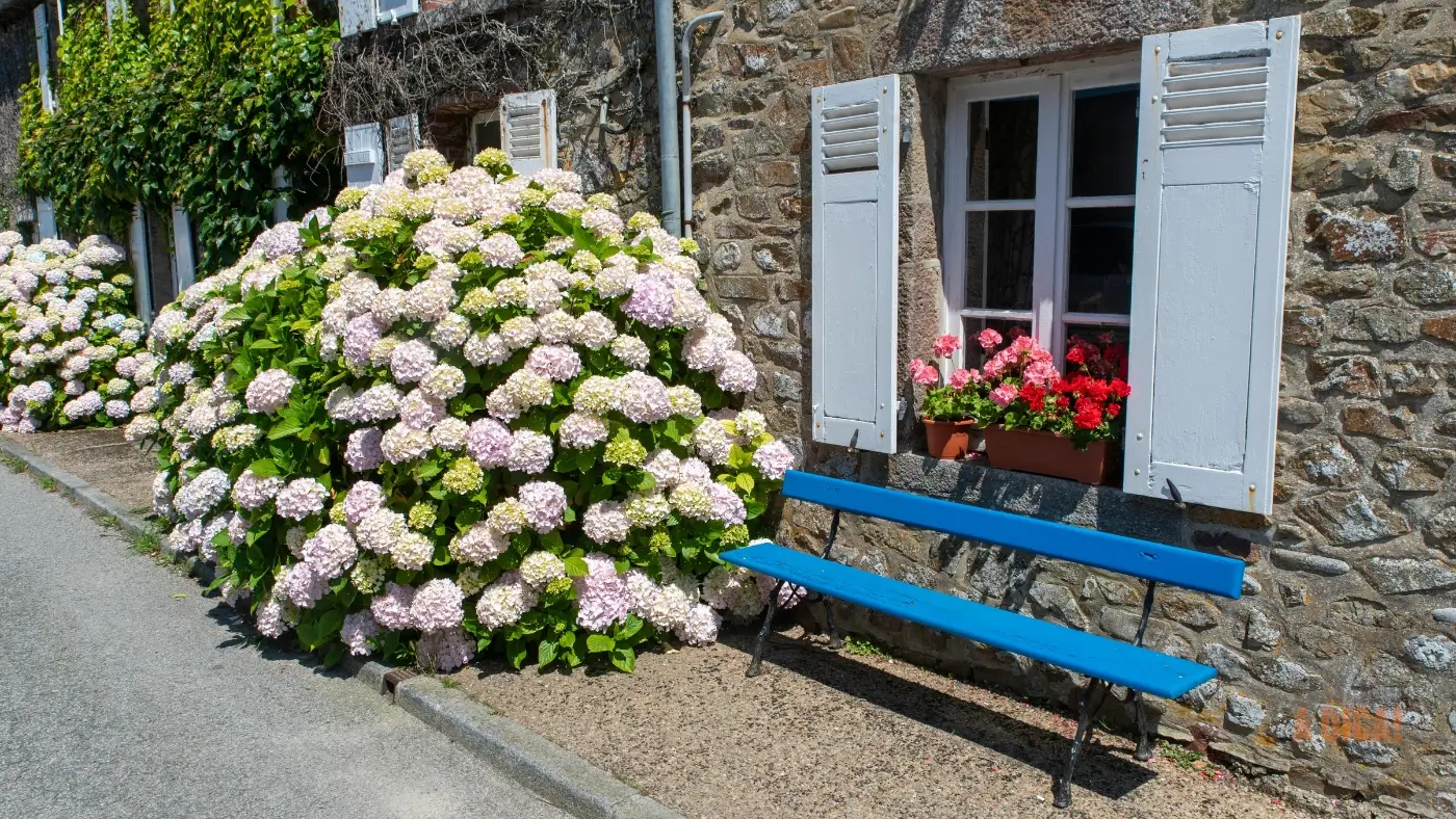7 Flores Ideais para Cultivar na Região Sul do Brasil: Beleza que Resiste ao Frio