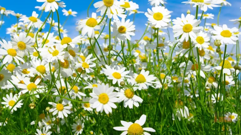 Como Cuidar de Margaridas: O Guia Completo para um Jardim Florido o Ano Inteiro