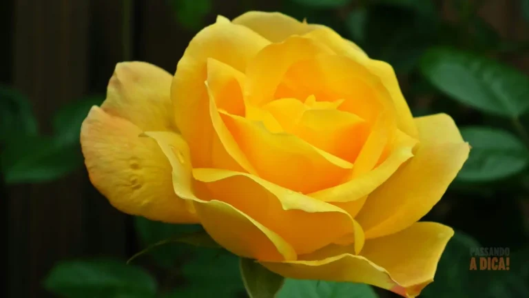 Como Cultivar Rosas Amarelas: Guia Completo para Flores Vibrantes e Saudáveis