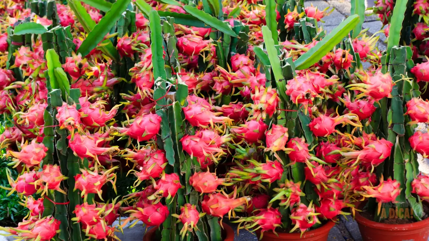 Como Plantar Pitaia em Vaso: Guia Completo para Colher Frutos em Casa
