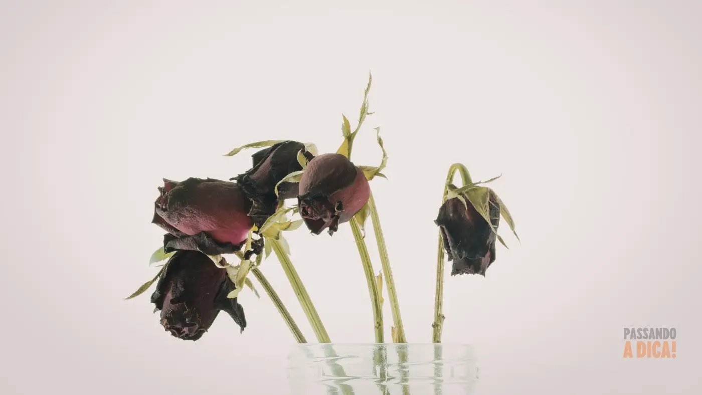 Guia Definitivo: Como Manter Qualquer Planta Linda e Saudável o Ano Todo