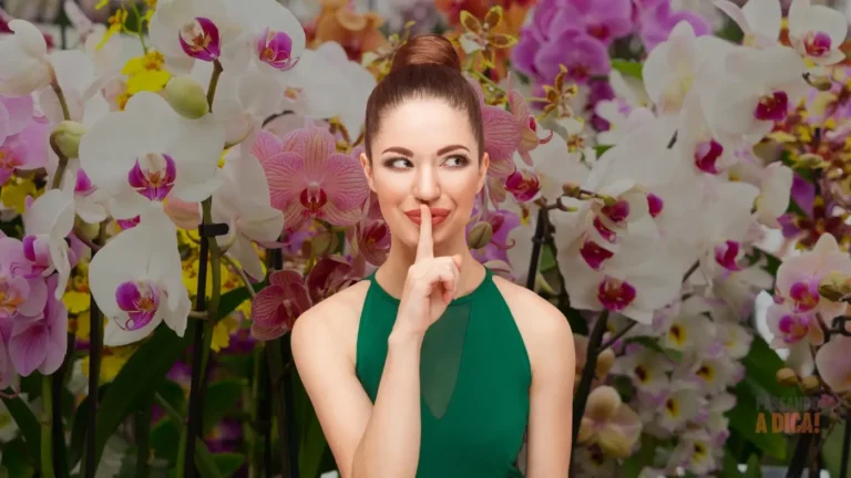 Orquídeas Deslumbrantes: Os 5 Segredos Ocultos que Ninguém te Conta