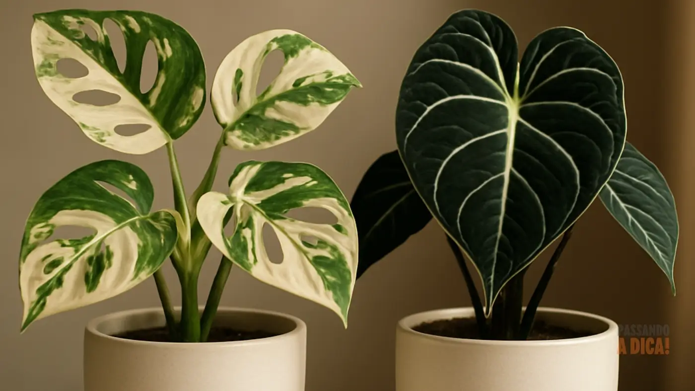 7 Plantas Raras para Ter em Casa: Beleza Exótica e Benefícios Surpreendentes