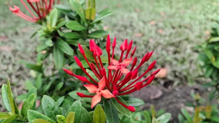 As Melhores Flores para o Norte e Nordeste: Guia de Espécies Lindas e Fáceis de Cuidar