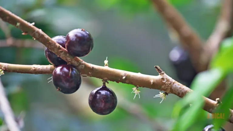 Como Plantar Jabuticaba e Aproveitar Todos os Benefícios desta Fruta