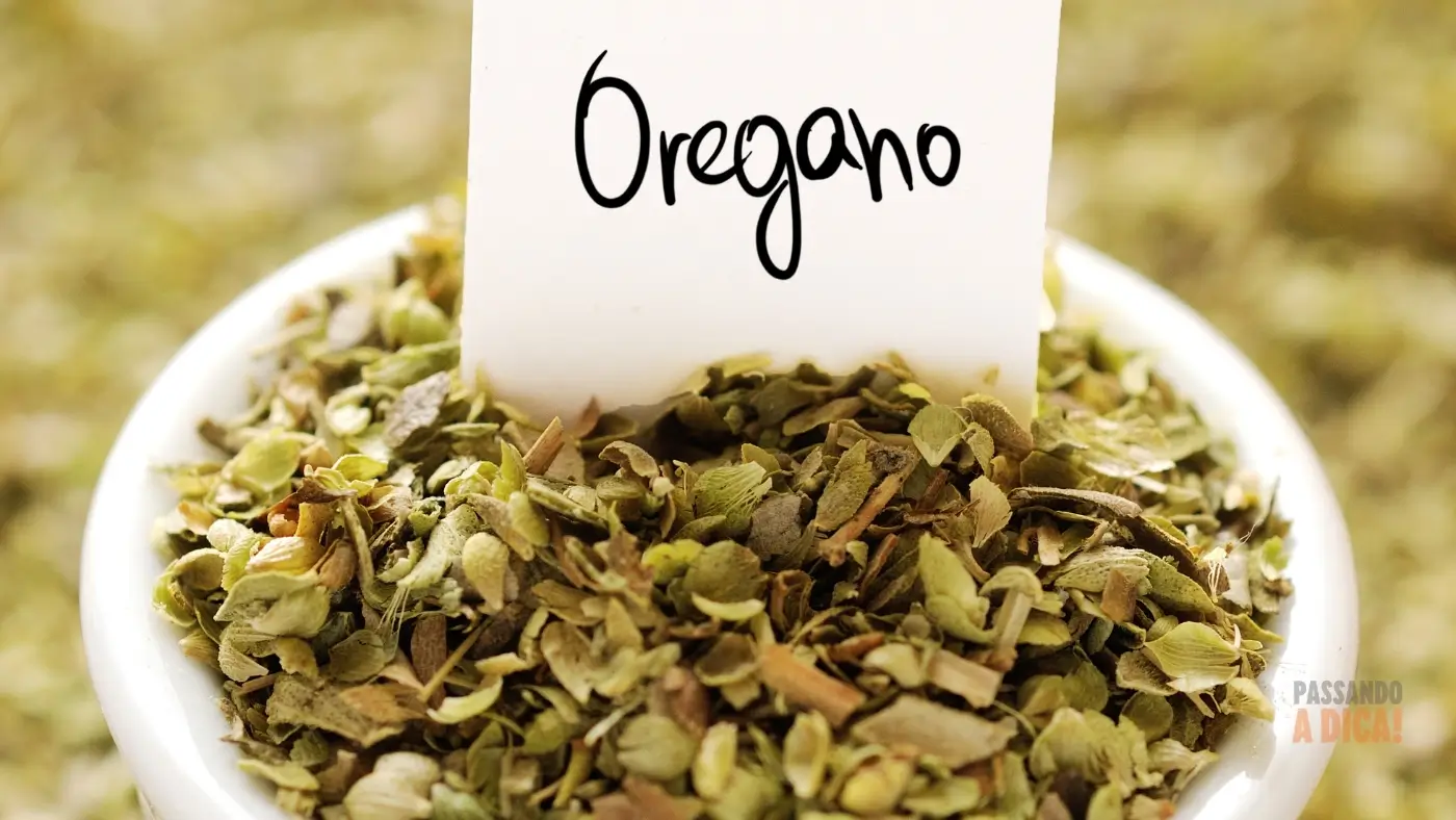 Como Plantar Orégano em Casa: O Guia Definitivo para Temperos Frescos