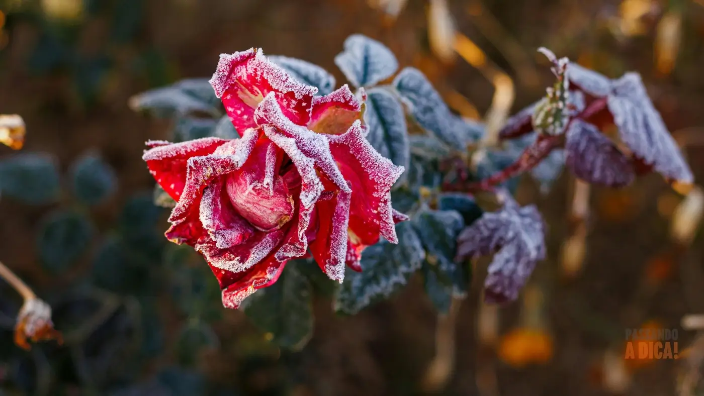 Rosas Morrendo no Inverno? O Guia Completo para Proteger e Manter Suas Flores Lindas