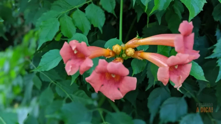Como Cuidar da Flor Trombeta (Brugmansia): Guia de Cultivo e Clima Ideal