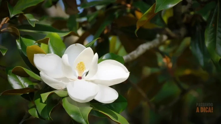 Magnólia: Para Que Serve e Como Cultivar no Brasil