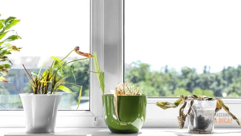 Produtos Naturais para Flores no Vaso: O Que Salva e O Que Destrói